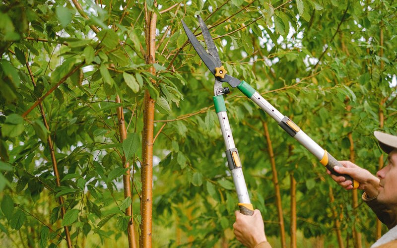 Tree trimming in Gladstone, OR